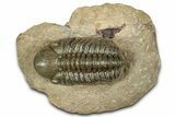 Detailed Reedops Trilobite - Atchana, Morocco #359490-3